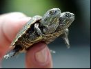 A turtle with two heads